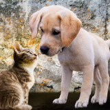 Purring for Pet-160w