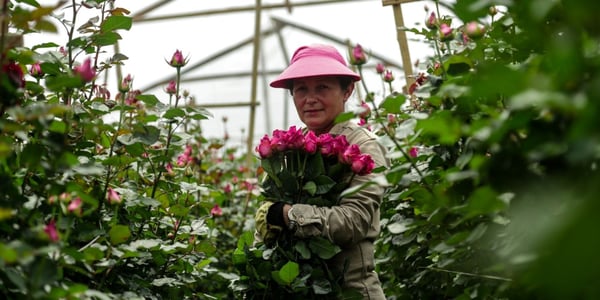 A woman holds pink roses in a greenhouses