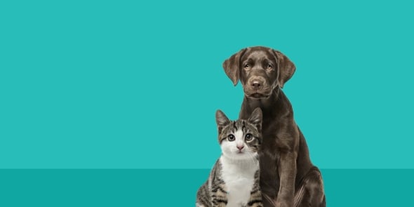 Dog and cat