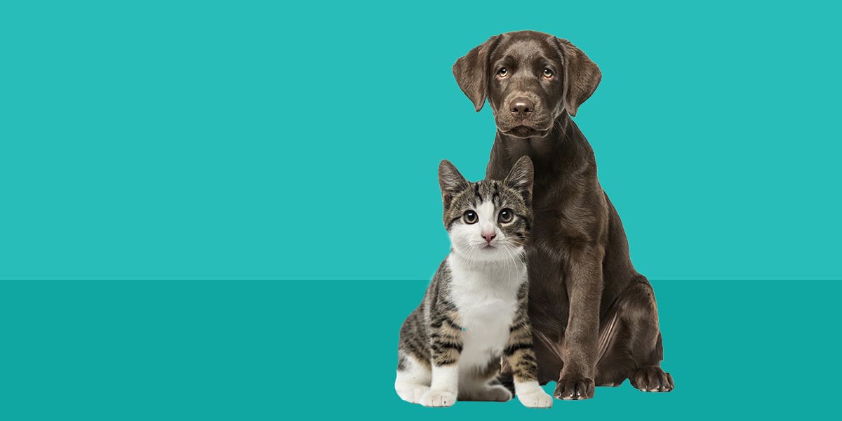 dog and cat