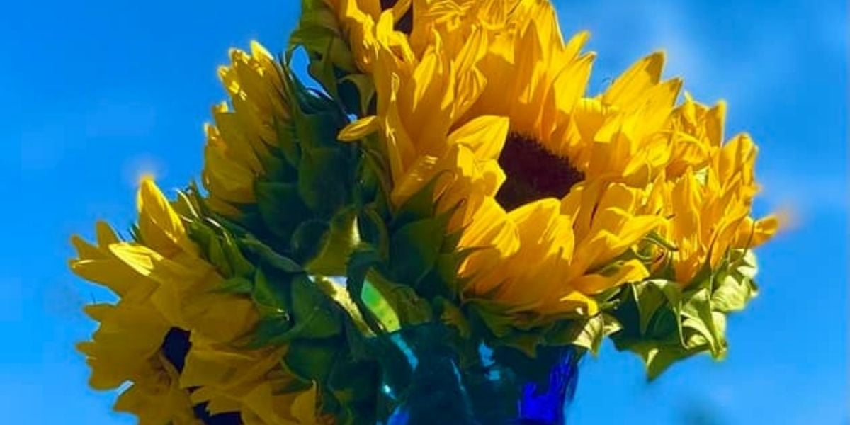 sunflowers against a blue sky
