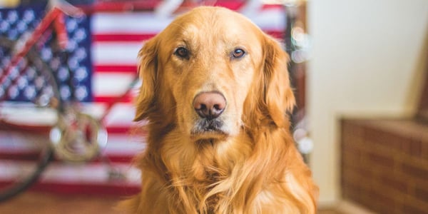 golden retriever with american flag in background