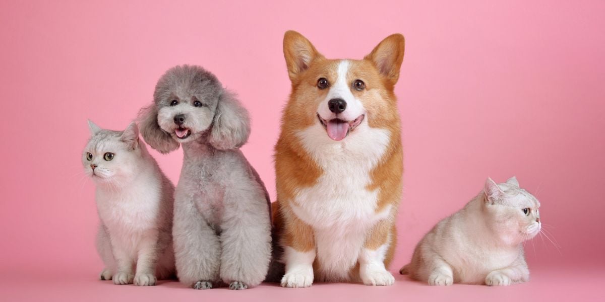 Happy cats and dogs.