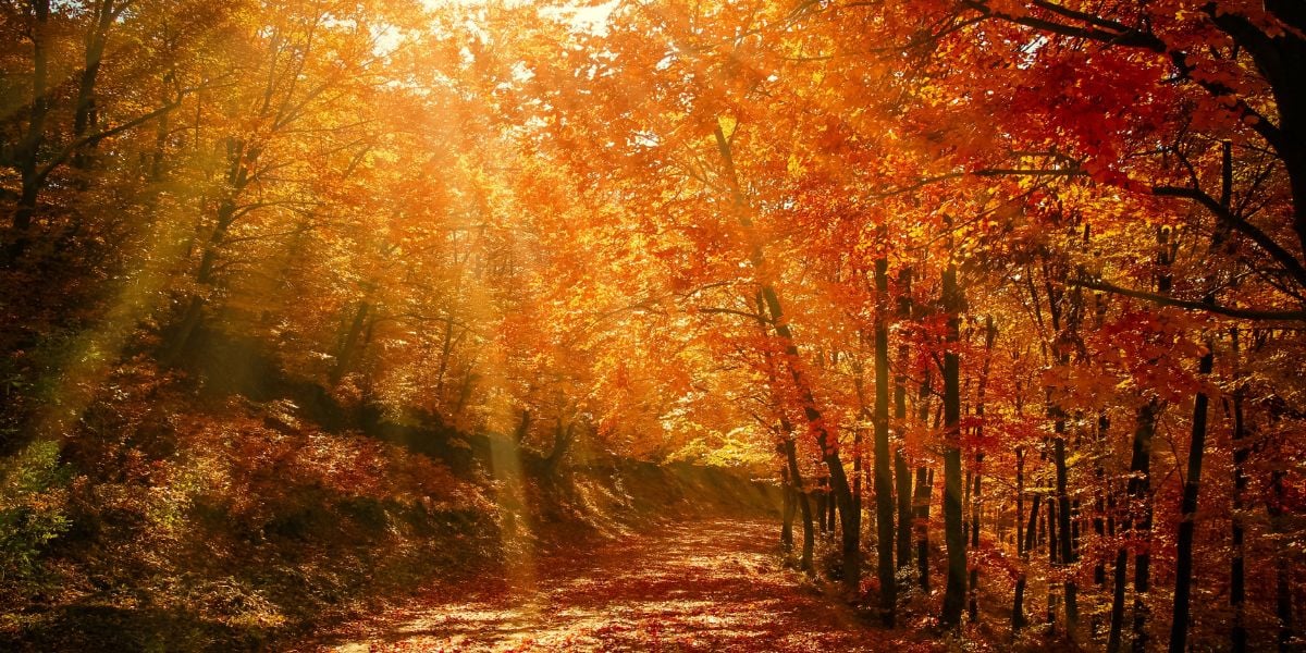 sunlight beams through fall foliage