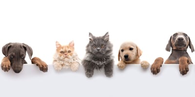 dogs and cats