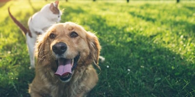dog and cat on the grass