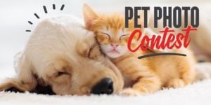 Pet Photo Contest | Yellow lab and orange cat cuddle