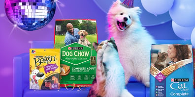 Dog and cat with balloons, disco ball, and Purina pet food