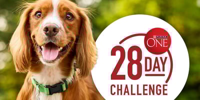 Purina One 28 day challenge