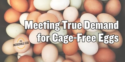 American Egg Board webinar