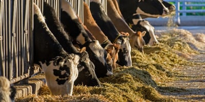 Cows feeding