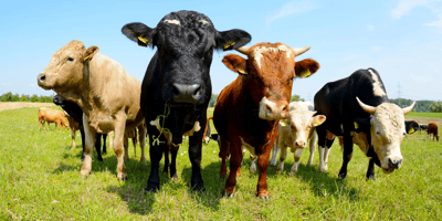 cows