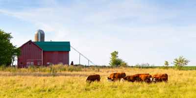 Cows grazing
