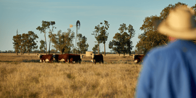 Meat and Livestock Australia cattle