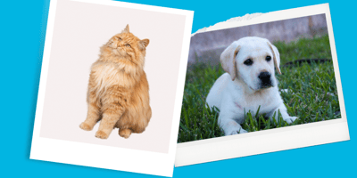 Cat and Dog Photos