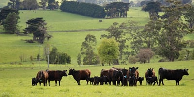 Australian cows and calves at pasture