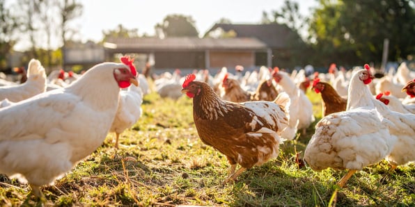 Chickens in a field