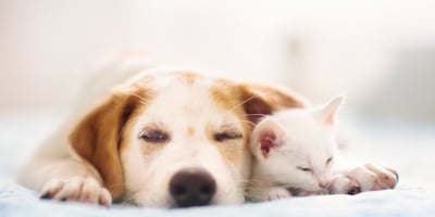 Dog and cat sleeping