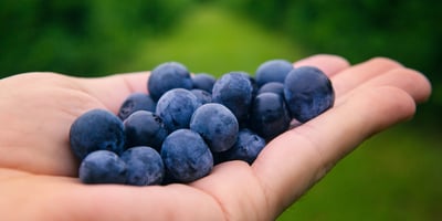 Blueberries 