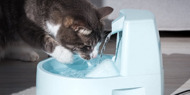 Do Cats Need Wet Food?