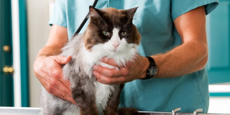 Picture of a cat being held by a veterinarian 