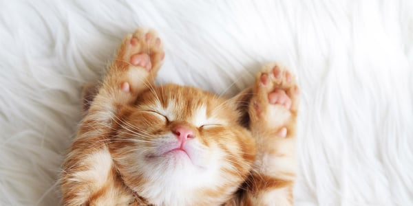 Kitten stretching