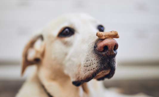 Dog biscuit CARD