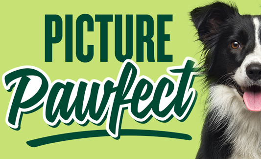 pet-sweepstakes-533